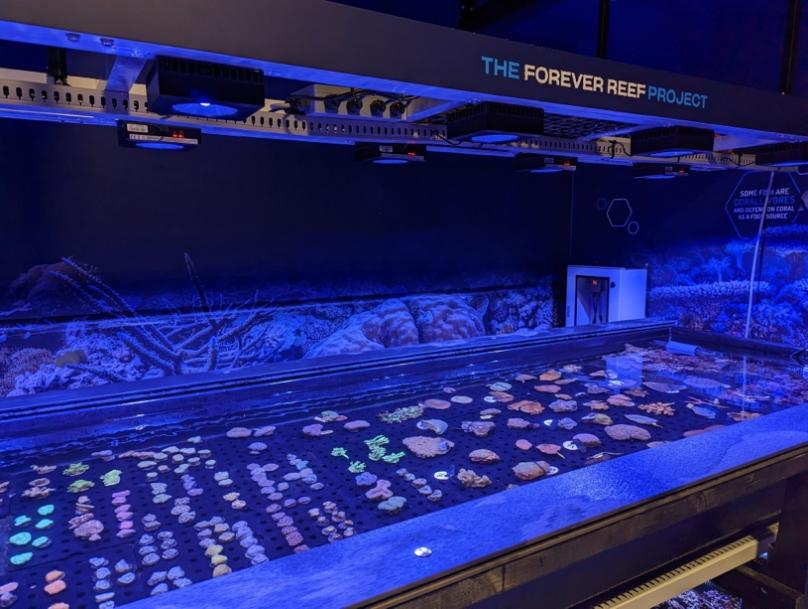 Inside the World's First Living Coral Biobank.png